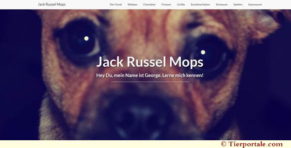 Jack Russel Mops - die Info Seite