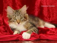 Vereine - Tierverzeichnis