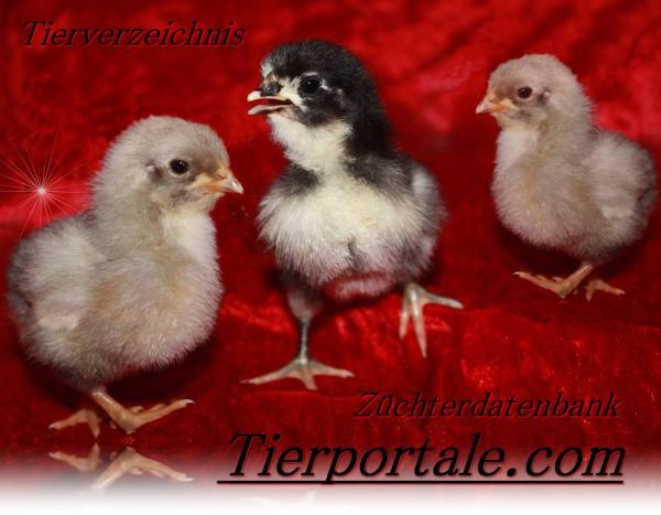 Tierportale